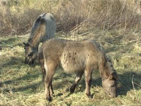 Ooijpolder NL : Weidende Konikpferde